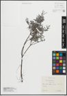 Foto von Salix repens L.